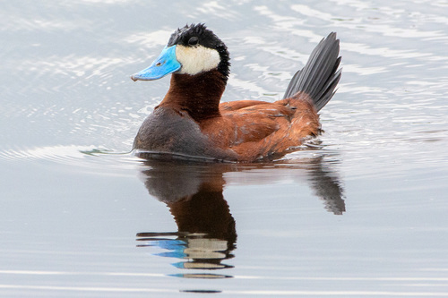 Ruddy Duck