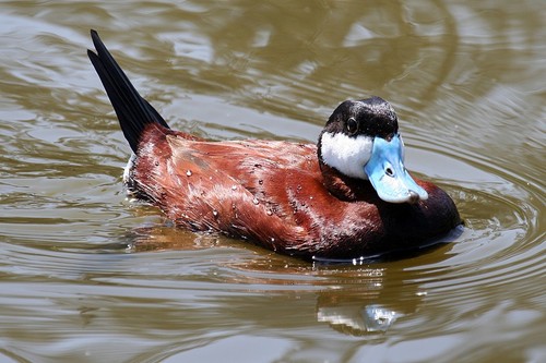 Ruddy Duck