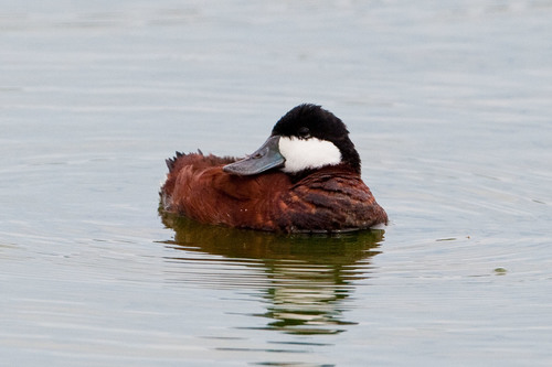Ruddy Duck