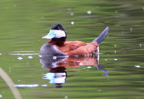 Ruddy Duck