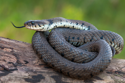 barred grass snake