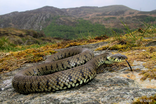barred grass snake