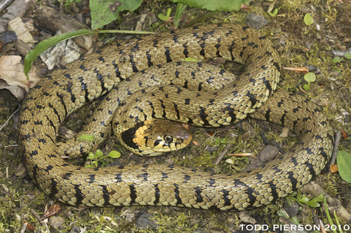 barred grass snake