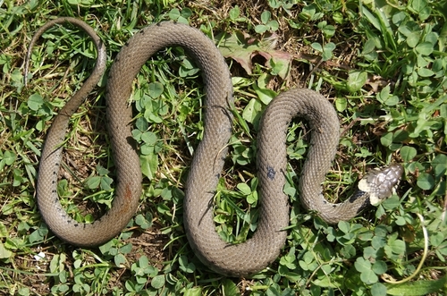 barred grass snake