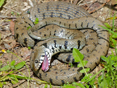 barred grass snake