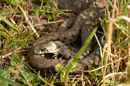 barred grass snake