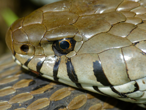 barred grass snake
