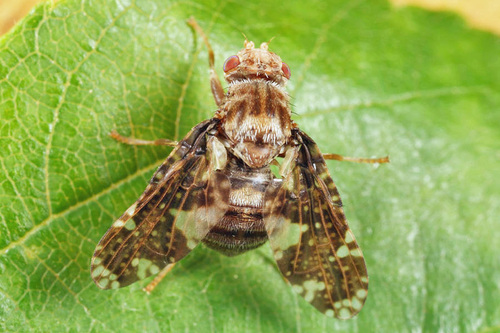 Goldenrod Gall Fly