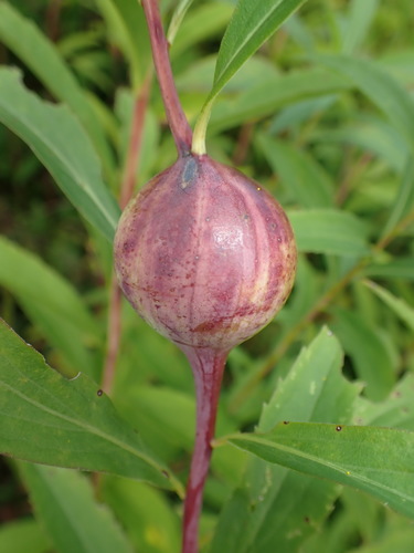 Goldenrod Gall Fly