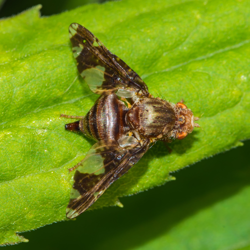 Goldenrod Gall Fly