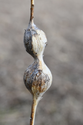 Goldenrod Gall Fly