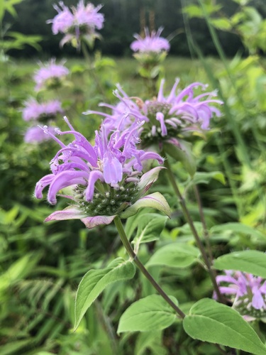 wild bergamot