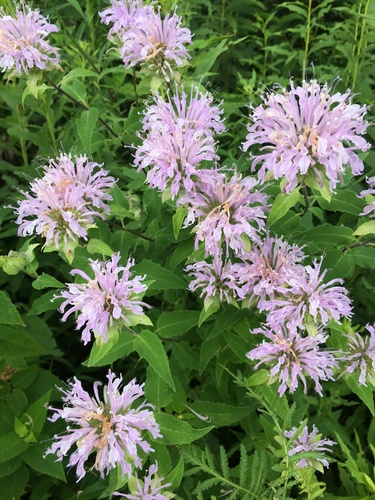 wild bergamot