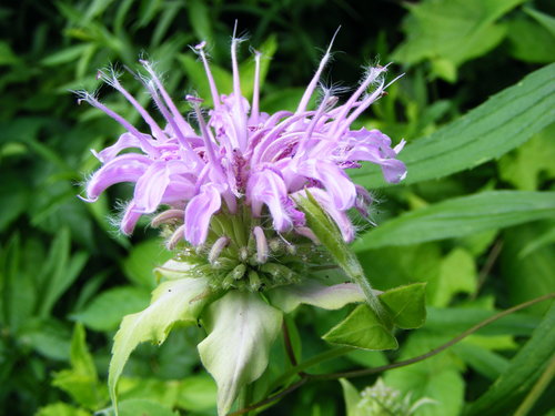 wild bergamot