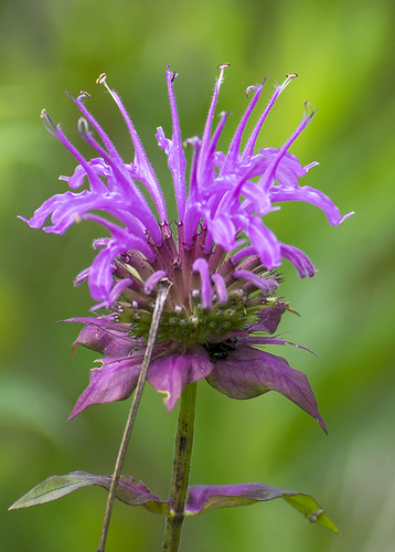 wild bergamot