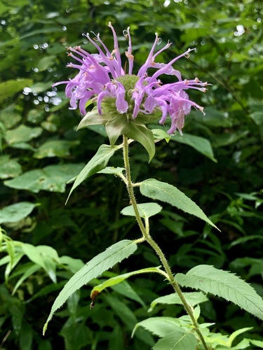 wild bergamot