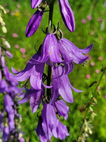 Creeping Bellflower