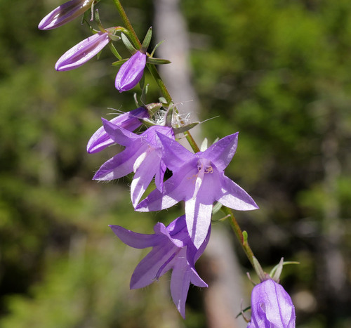 Creeping Bellflower