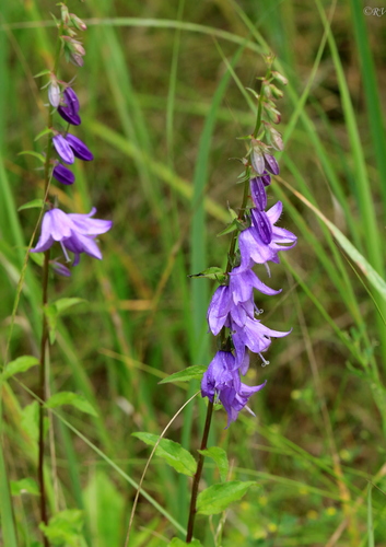 Creeping Bellflower