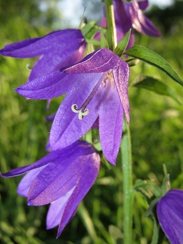 Creeping Bellflower