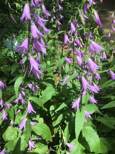 Creeping Bellflower