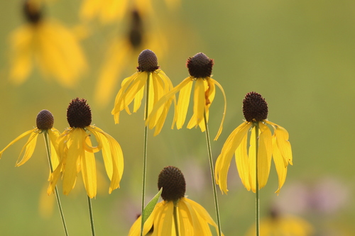 grey-headed coneflower