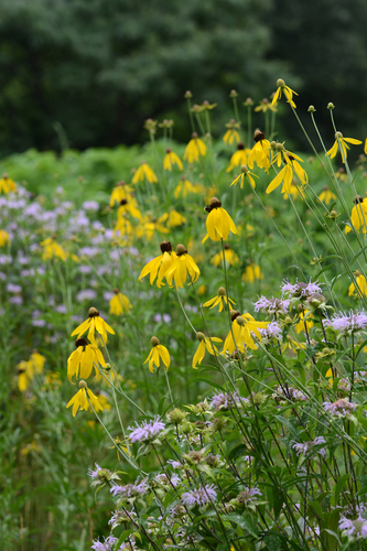 grey-headed coneflower