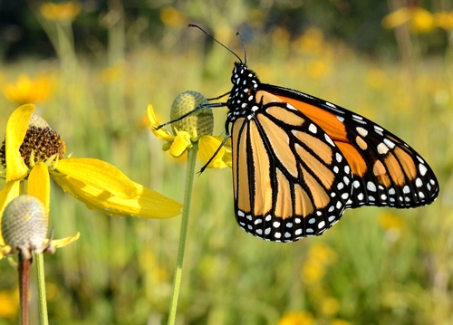 grey-headed coneflower