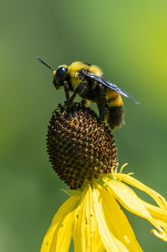 grey-headed coneflower