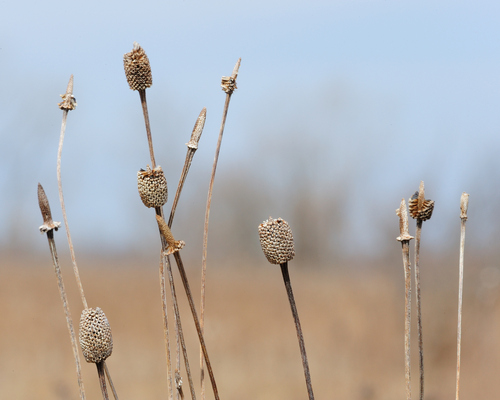 grey-headed coneflower