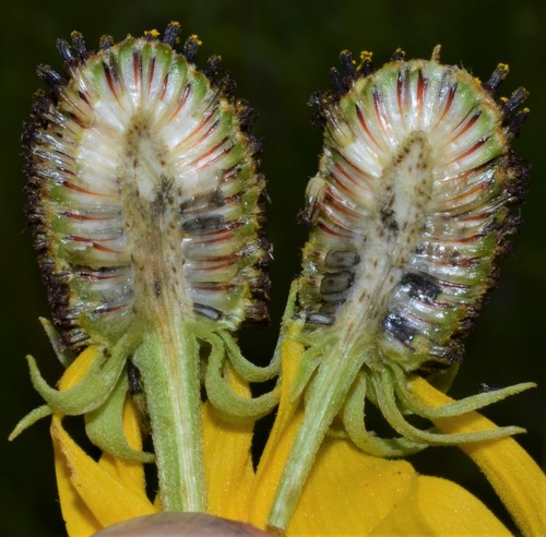 grey-headed coneflower
