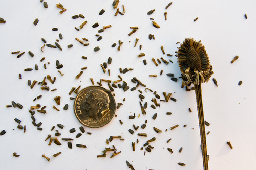 grey-headed coneflower