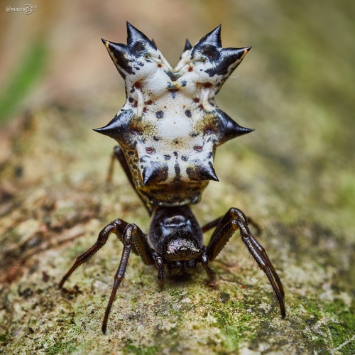 Spined Micrathena