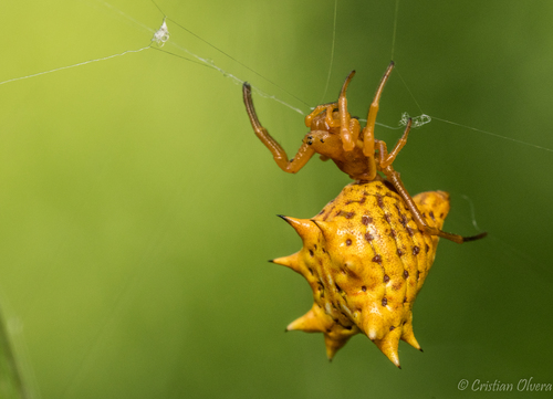 Spined Micrathena