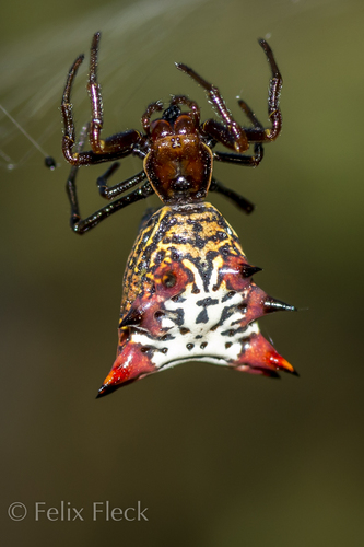 Spined Micrathena