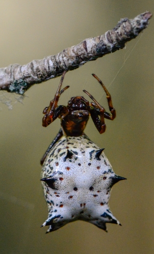 Spined Micrathena
