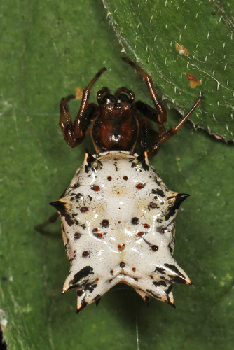 Spined Micrathena