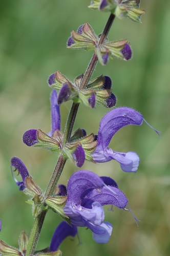 Meadow Sage