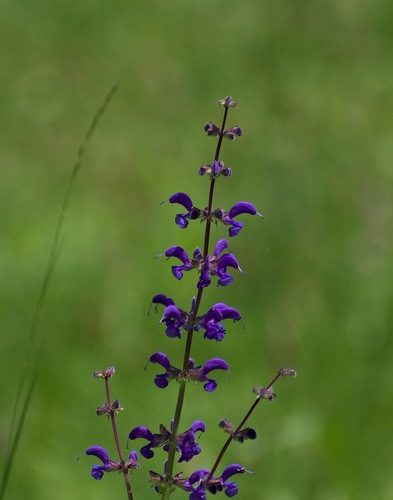 Meadow Sage