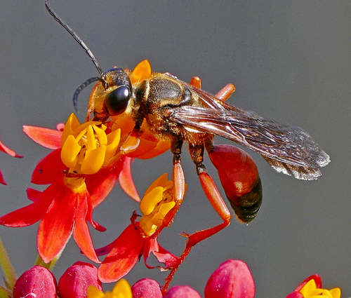 Great Golden Digger Wasp