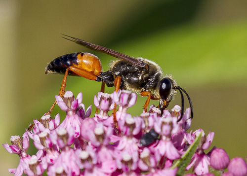 Great Golden Digger Wasp