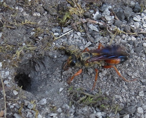 Great Golden Digger Wasp