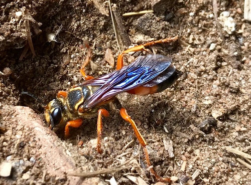 Great Golden Digger Wasp