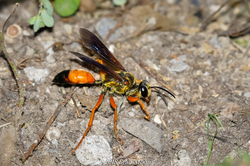 Great Golden Digger Wasp