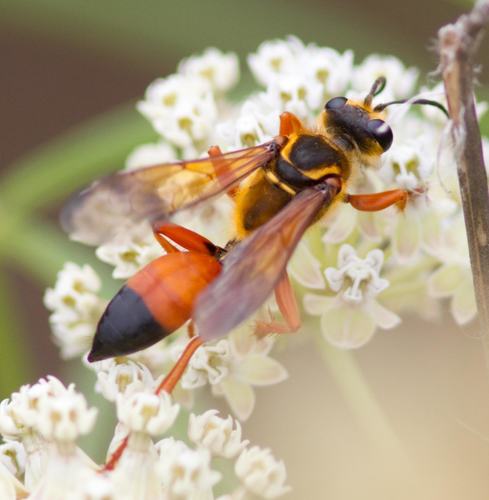 Great Golden Digger Wasp