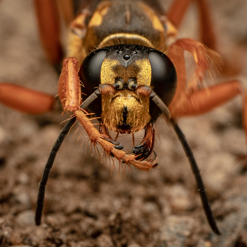 Great Golden Digger Wasp
