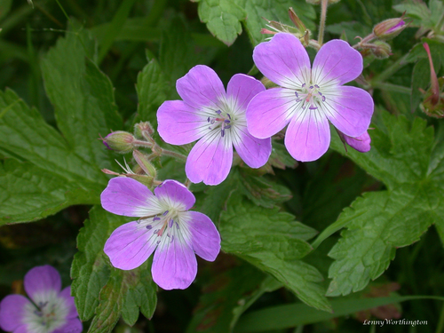 wood crane's-bill