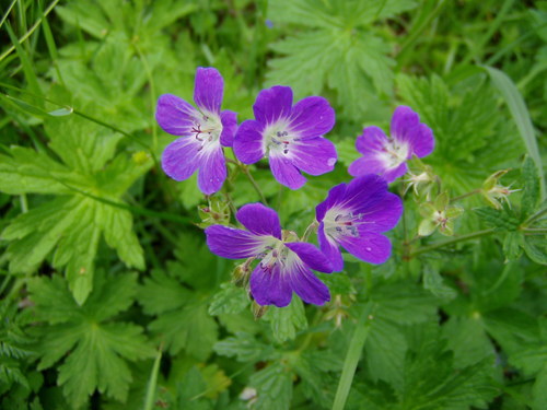 wood crane's-bill