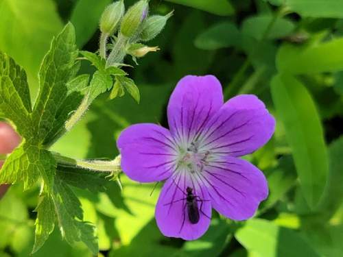wood crane's-bill