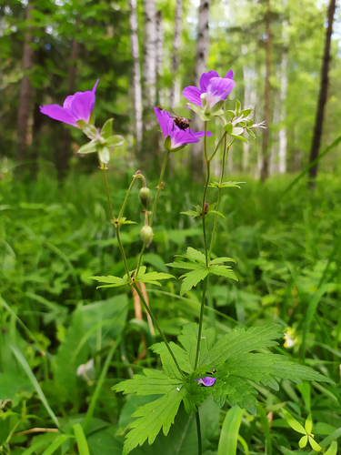 wood crane's-bill
